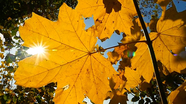 枫叶在风中移动，阳光穿过树叶视频下载