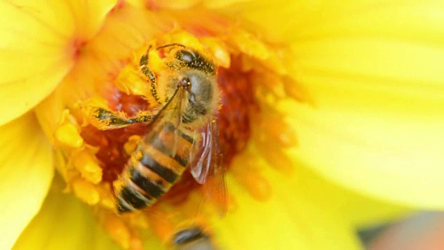 美丽的蜜蜂从花中采集花蜜视频下载