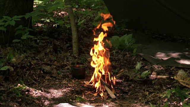 森林里燃烧着的火焰视频下载