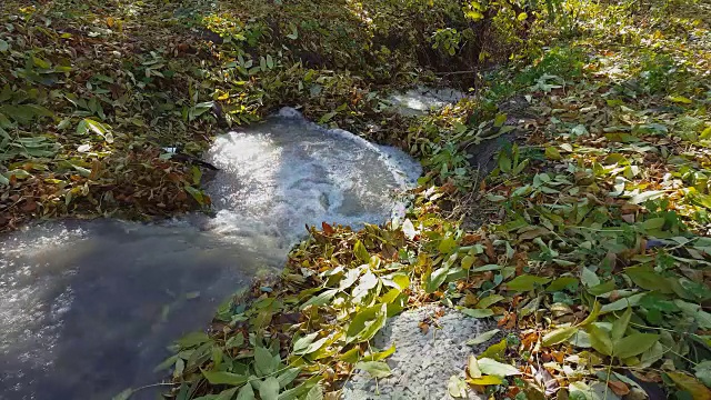 森林中的小溪。小溪里的落叶。视频素材