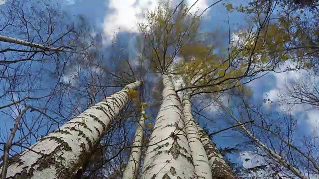 云朵掠过黄桦树，时光流逝视频下载