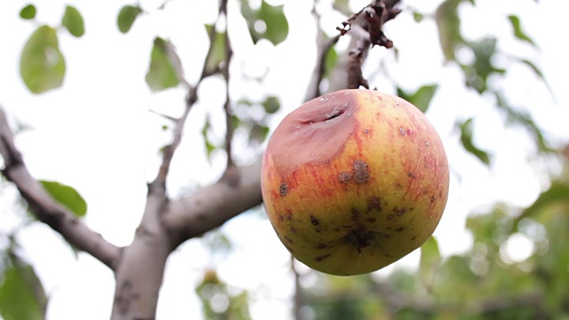 烂苹果挂在树枝上视频素材