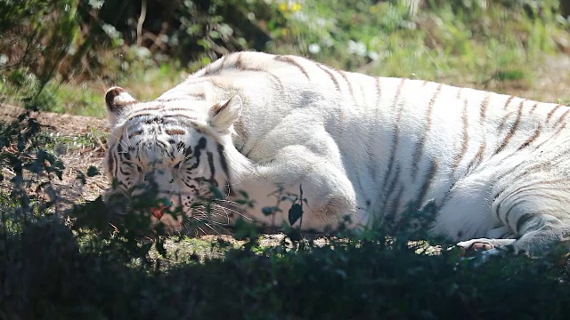 白虎睡觉视频素材