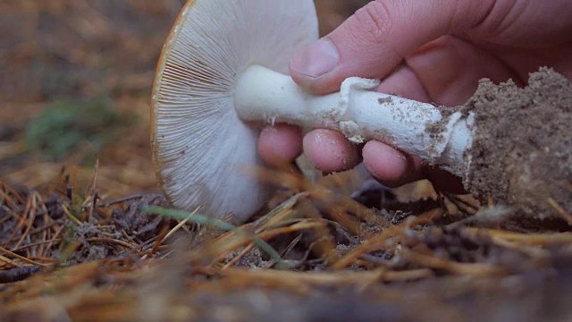 近距离的手在森林里捡一只飞木耳蘑菇视频下载