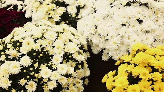 镜头滑过温室内种植的菊花视频下载