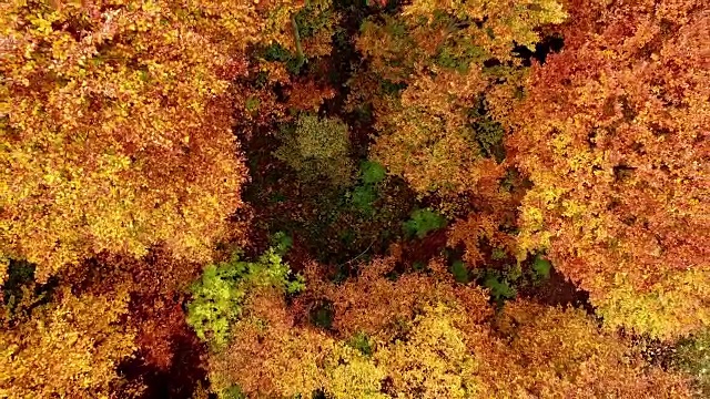 飞过秋天的森林，相机向上移动视频素材