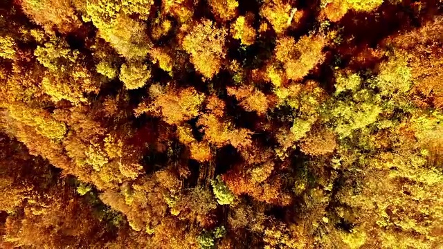 飞过秋天的森林，相机向上移动视频素材