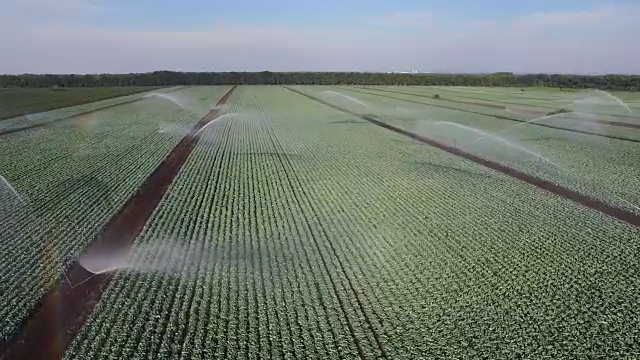 灌溉系统浇灌大白菜田视频素材