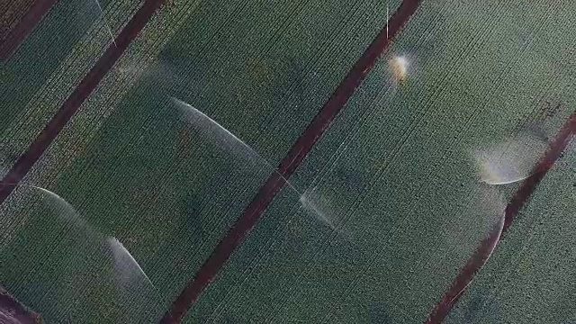 灌溉系统浇灌大白菜田视频下载