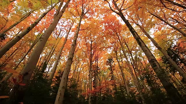 五颜六色的秋天树木在森林里与金黄色的叶子在小路和草地上，美丽的季节性森林，阳光灿烂的印度夏天在欧洲视频素材