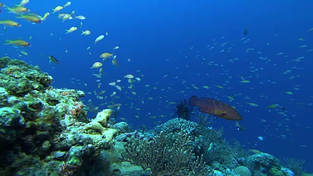 水下;鱼和珊瑚礁的学校，冲绳，日本视频下载