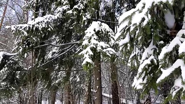 冬天树在雪地里视频素材