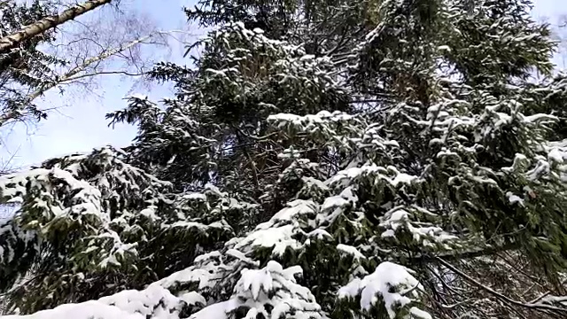 冬天树在雪地里视频素材