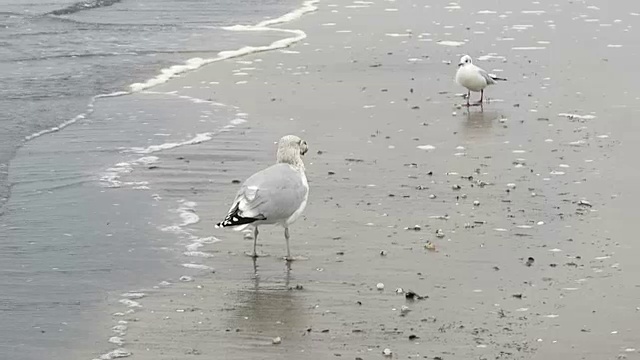 德国鲁根岛普罗拉海滩上的一种普通海鸥。寻找食物视频素材