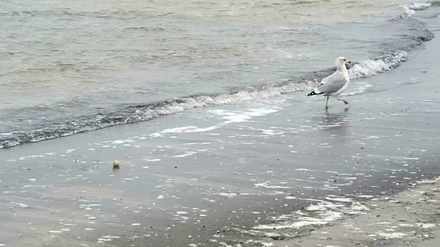 德国鲁根岛普罗拉海滩上的一种普通海鸥。寻找食物视频素材