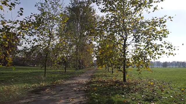 秋天里一个公园里的晴朗多风的日子视频素材