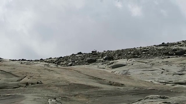 阿尔卑斯山野山羊(Steinbock)在奥地利大格洛克纳山区的石头之间寻找食物视频下载