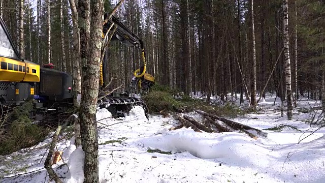 林业。观赏伐木工砍云杉树干视频下载