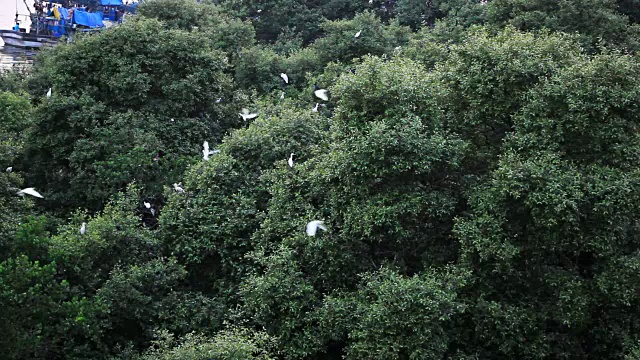 红树林中的鸟类视频素材