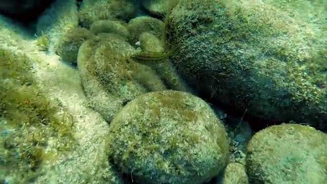 沿着一个热带水下世界的珊瑚礁潜水，同时经过五颜六色的鱼和珊瑚视频下载