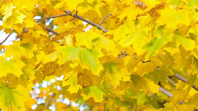 秋叶之静美。秋天。特写镜头。黄色的树叶和阳光。秋天的阳光。秋天的天空。天空和黄叶。秋天的背景。视频素材
