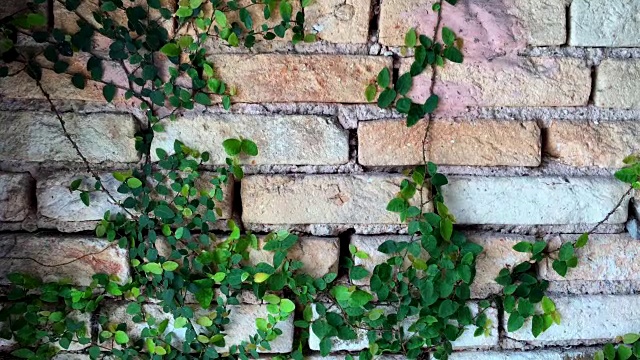 艾薇砖墙。砖墙上的绿叶视频素材