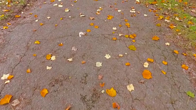 多莉拍摄了一条小巷和秋天的树叶视频素材