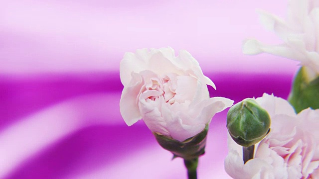 白色玫瑰旋转在深紫色的背景视频素材
