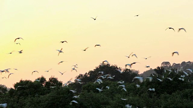 日落时分的鸟群视频素材