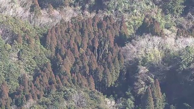 空中，日本雪松林，千叶，日本视频下载
