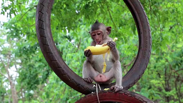 猴子坐在轮子里吃香蕉，泰国视频下载