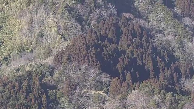 空中，日本雪松林，千叶，日本视频下载