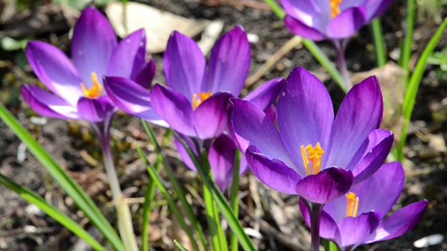 奇妙的紫色番红花在春天盛开视频素材