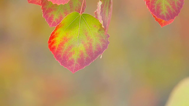 秋叶之静美。秋天。特写镜头。黄色和红色的叶子和阳光。秋天的阳光。秋天的背景。视频素材