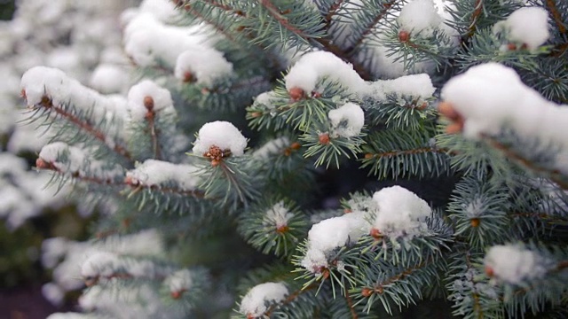 白雪覆盖的树枝。松树和云杉。冬天视频下载