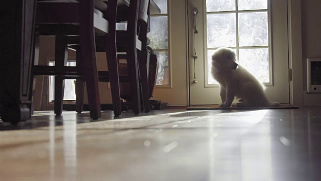 可爱的孤独白毛小狗坐在门口等待视频素材