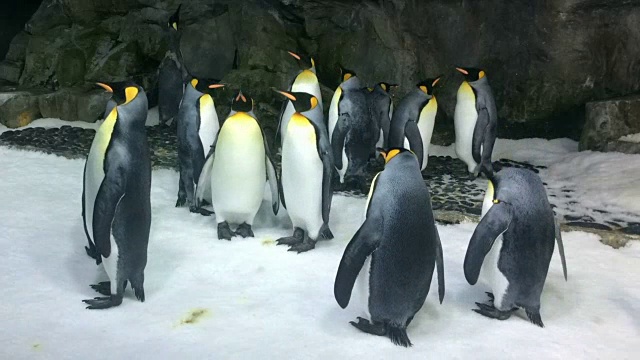 一群帝企鹅在一个殖民地的时间流逝视频素材