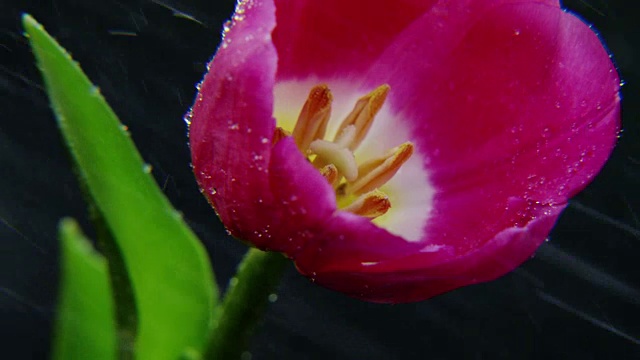 紫色郁金香在雨中旋转视频素材