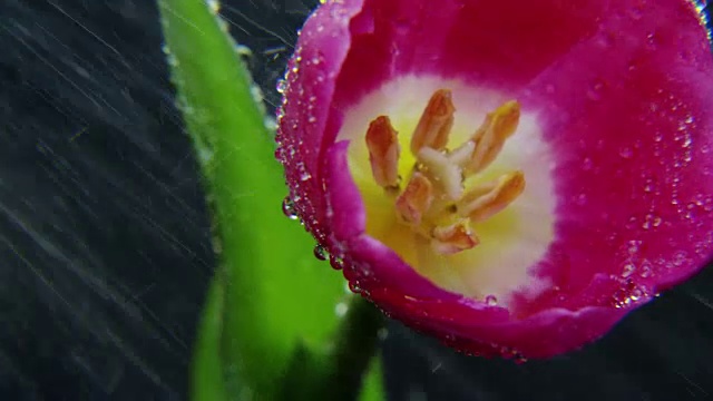 紫色郁金香在大雨中旋转视频素材