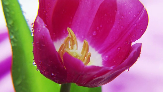 紫色郁金香旋转在粉红色的背景视频素材