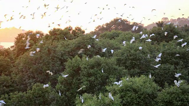 鸟类在日落时分视频素材