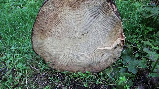 一棵大树的年轮视频下载