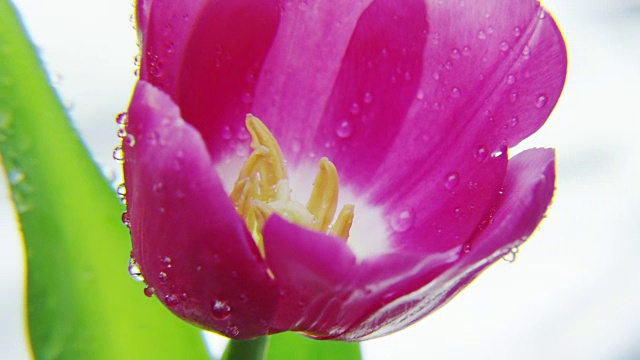 紫色郁金香旋转在白色的背景视频素材