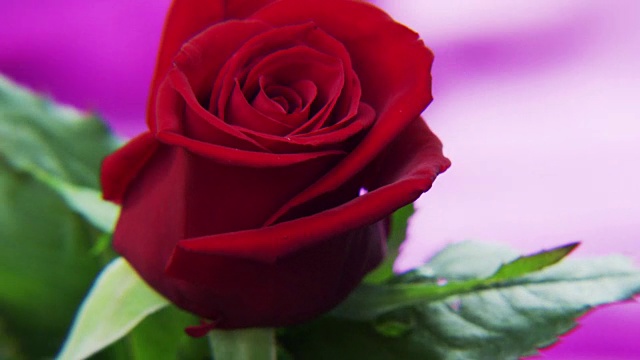 红玫瑰在金色背景上旋转视频素材