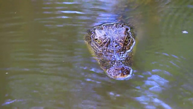 河上的野生鳄鱼视频素材