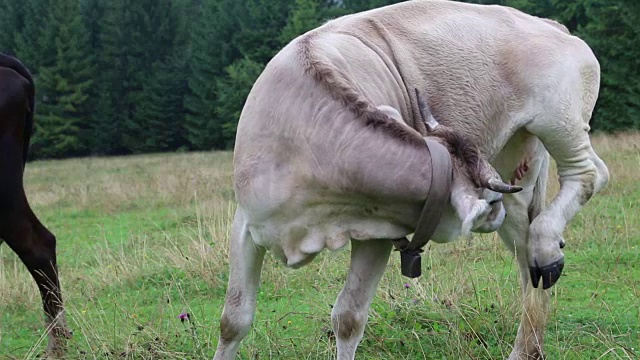 奶牛舔他的乳房视频素材