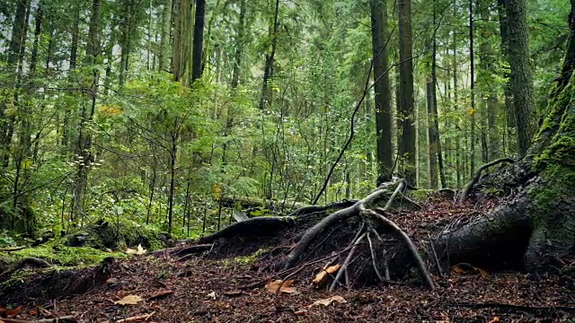 穿过森林里的大树根视频下载