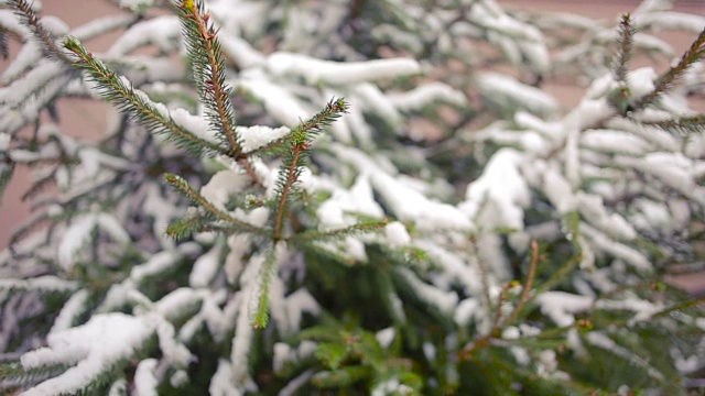 白雪覆盖的树枝。松树和云杉。冬天视频素材