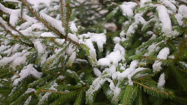 白雪覆盖的树枝。松树和云杉。冬天视频素材