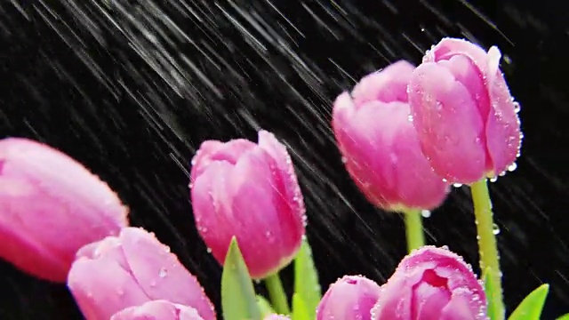 紫色郁金香在大雨中旋转视频素材